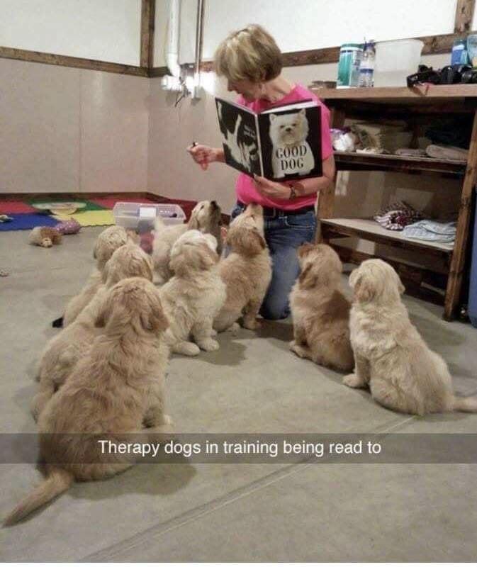GOOD DOG Therapy dogs in training being read to