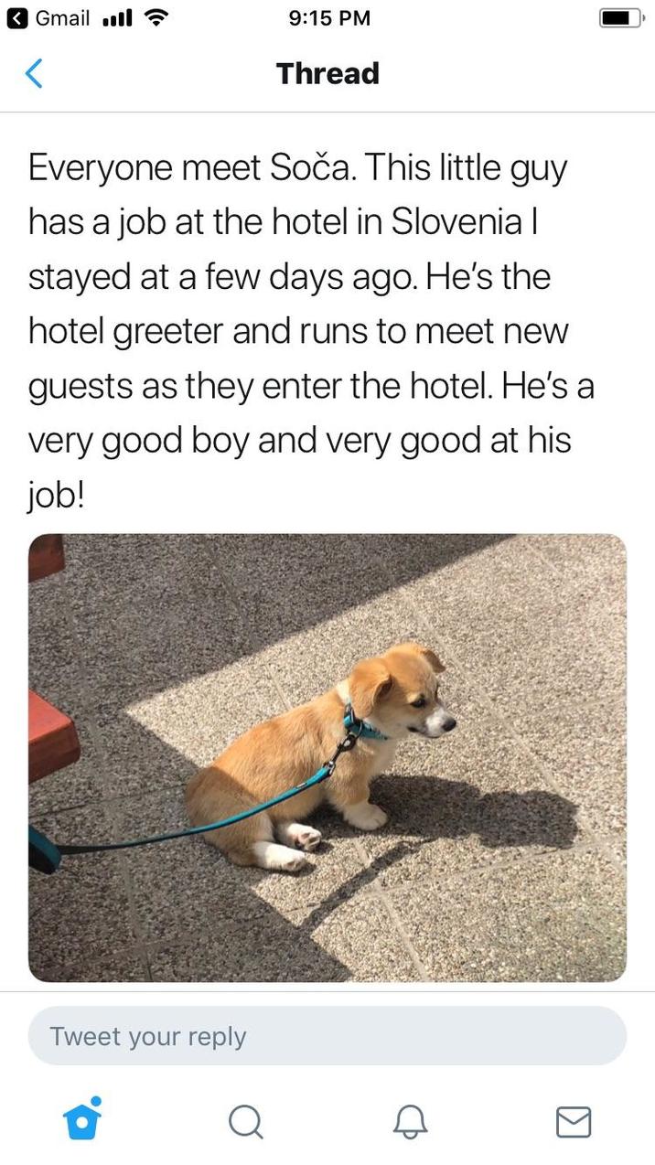 ✓ Gmail .l ? 9:15 PM < Thread Everyone meet Soča. This little guy has a job at the hotel in Slovenia | stayed at a few days ago. He's the hotel greeter and runs to meet new guests as they enter the hotel. He's a very good boy and very good at his job! Tweet your reply Q