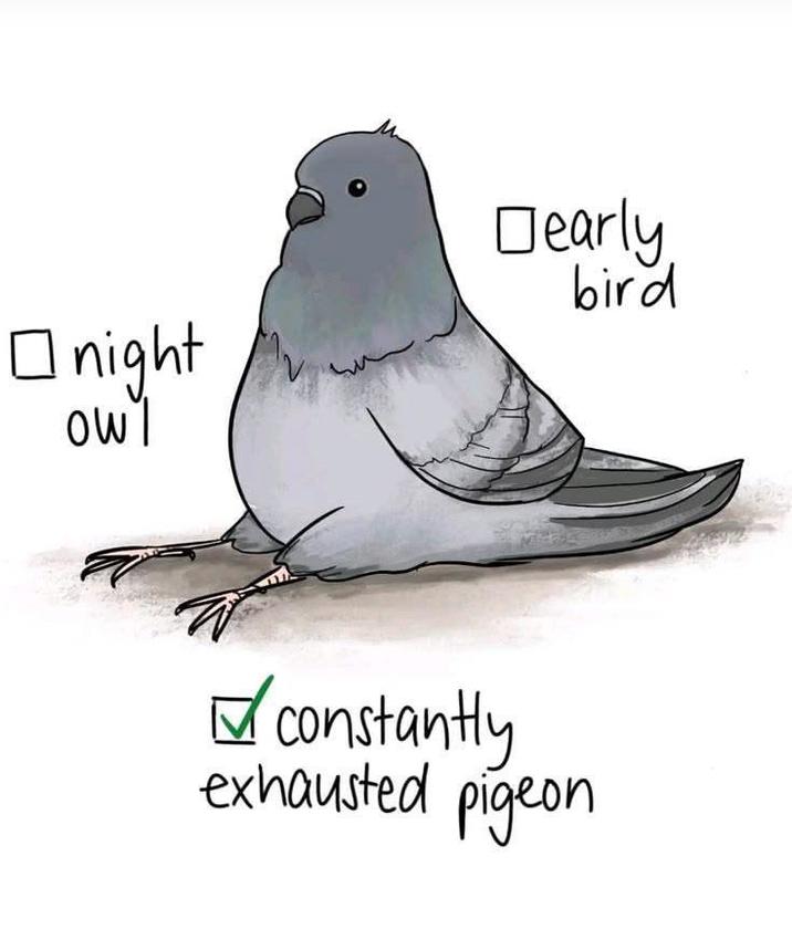Onight owl Dearly bird ✓ constantly exhausted pigeon