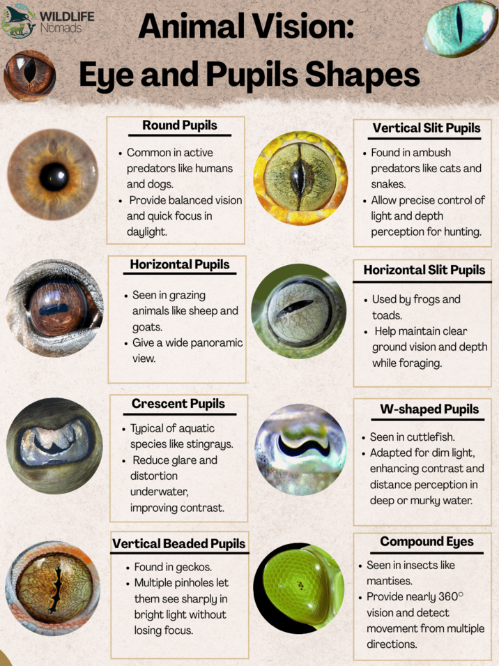 WILDLIFE Nomads Animal Vision: Eye and Pupils Shapes • • Round Pupils Common in active predators like humans and dogs. Provide balanced vision and quick focus in daylight. Horizontal Pupils • Seen in grazing animals like sheep and goats. • Give a wide panoramic view. • Vertical Slit Pupils Found in ambush predators like cats and snakes. • Allow precise control of . light and depth perception for hunting. Horizontal Slit Pupils Used by frogs and toads. Help maintain clear ground vision and depth while foraging. • Crescent Pupils Typical of aquatic species like stingrays. Reduce glare and distortion underwater, improving contrast. Vertical Beaded Pupils • Found in geckos. Multiple pinholes let them see sharply in bright light without losing focus. 3 . W-shaped Pupils • Seen in cuttlefish. • Adapted for dim light, enhancing contrast and distance perception in deep or murky water. Compound Eyes Seen in insects like mantises. • Provide nearly 360° vision and detect movement from multiple directions.