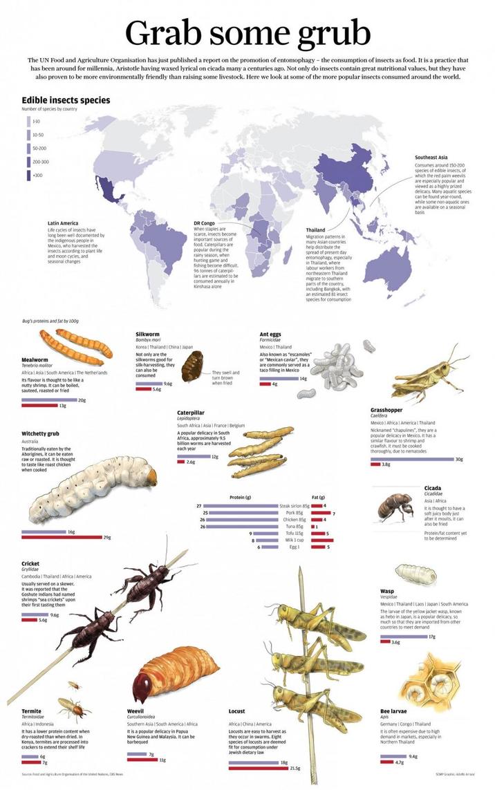 Grab some grub The UN Food and Agriculture Organisation has just published a report on the promotion of entomophagy - the consumption of insects as food. It is a practice that has been around for millennia, Aristotle having waxed lyrical on cicada many a centuries ago. Not only do insects contain great nutritional values, but they have also proven to be more environmentally friendly than raising some livestock. Here we look at some of the more popular insects consumed around the world. Edible insects species Number of species by country 1-10 10-50 50-200 200-300 +300 Latin America Life cycles of insects have long been well documented by the indigenous people in Mexico, who harvested the insects according to plant life and moon cycles, and seasonal changes DR Congo When staples are scarce, in e, insects become important sources of food. Caterpillars are popular during the rainy season, when hunting game and fishing become difficult. 96 tonnes of caterpil- lars are estimated to be consumed annually in Kinshasa alone Thailand Migration patterns in many Asian countries help distribute the spread of present day entomophagy, especially in Thailand, where labour workers from northeastern Thailand migrate to southern parts of the country. including Bangkok, with an estimated 81 insect species for consumption Bug's proteins and fat by 100g Mealworm Tenebrio molitor Africa | Asia | South America | The Netherlands Its flavour is thought to be like a nutty shrimp. It can be boiled. sauteed, roasted or fried Silkworm Bombyx mori Korea Thailand | China | Japan Not only are the silkworms good for silk-harvesting, they can also be consumed They swell and turn brown 19.68 when fried 5.6g 20g 13g Witchetty grub Australia Traditionally eaten by the Aborigines, it can be eaten raw or roasted. It is thought to taste like roast chicken when cooked 16g 129g Cricket Gryllidae Cambodia | Thailand | Africa | America Usually served on a skewer. It was reported that the Goshute Indians had named shrimps "sea crickets" upon their first tasting them 5.6g Caterpillar Lepidoptera South Africa | Asia | France | Belgium A popular delicacy in South Africa, approximately 9.5 billion worms are harvested each year 2.6g 12g 25 Ant eggs Formicidae Mexico | Thailand Also known as "escamoles" or "Mexican caviar", they are commonly served as a taco filling in Mexico 114g Protein (g) Fat (g) Steak sirlon 85g Pork 85g Chicken 85g 4 Tuna 85g Tofu 115g Milk 1 cup Egg 1 ìili.ili 4 Southeast Asia Consumes around 150-200 species of edible insects, o of which the red palm weevils are especially popular and viewed as a highly prized delicacy. Many aquatic species can be found year-round, while some non-aquatic ones are available on a seasonal basis Grasshopper Caelifera Mexico | Africa | America | Thailand Nicknamed "chapulines", they are a popular delicacy in Mexico. It has a similar flavour to shrimp and crawfish. It must be cooked thoroughly, due to nematodes 3.8g 130g Cicada Cicadidae Asia Africa It is thought to have a soft juicy body just after it moults. It can also be fried Protein/fat content yet to be determined Wasp Vespidae Mexico Thailand | Laos | Japan | South America The larvae of the yellow jacket wasp, known as hebo in Japan, is a popular delicacy, so much so that they are imported from other countries to meet demand 3.6g 17g Termite Termitoidae Africa | Indonesia It has a lower protein content when dry-roasted than when dried. In Kenya, termites are processed into crackers to extend their shelf life Weevil Curculionoidea Southern Asia | South America | Africa It is a popular delicacy in Papua New Guinea and Malaysia. It can be barbequed Locust Africa | China | Americal Locusts are easy to harvest as they occur in swarms. Eight. species of locusts are deemed fit for consumption under Jewish dietary law Bee larvae Apis Germany Congo Thailand It is often expensive due to hight demand in markets, especially in Northern Thailand 6g 178 Source: Food and Agriculture Organisation of the United Nations CS News 7g 11g 18g 21.5g 9.4g 14.7g SCMP Graphic Adolfo Aran