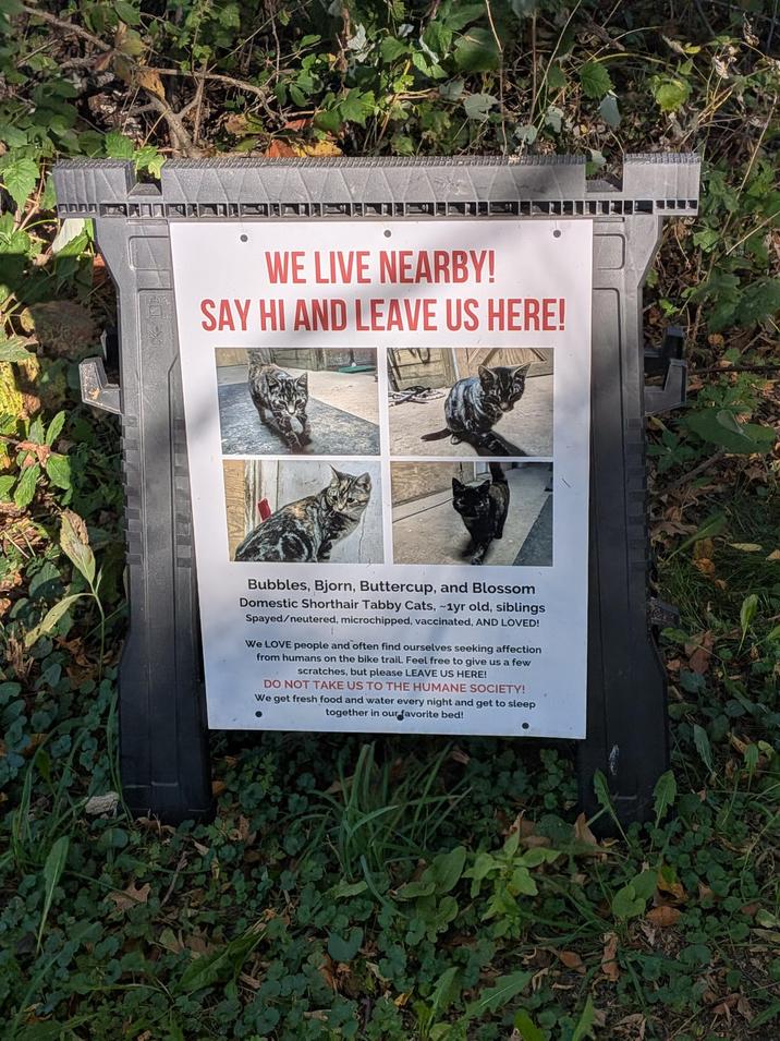 WE LIVE NEARBY! SAY HI AND LEAVE US HERE! Bubbles, Bjorn, Buttercup, and Blossom Domestic Shorthair Tabby Cats, -1yr old, siblings Spayed/neutered, microchipped, vaccinated, AND LOVED! We LOVE people and often find ourselves seeking affection from humans on the bike trail. Feel free to give us a few scratches, but please LEAVE US HERE! DO NOT TAKE US TO THE HUMANE SOCIETY! We get fresh food and water every night and get to sleep together in our favorite bed!