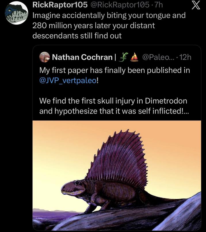 RickRaptor105 @RickRaptor105.7h Imagine accidentally biting your tongue and 280 million years later your distant descendants still find out Nathan Cochran | A @Paleo.... 12h My first paper has finally been published in @JVP_vertpaleo! We find the first skull injury in Dimetrodon and hypothesize that it was self inflicted!... X