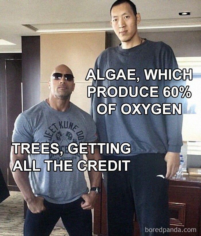 ET KUNG JEET ALGAE, WHICH PRODUCE 60% OF OXYGEN TREES, GETTING ALL THE CREDIT boredpanda.com
