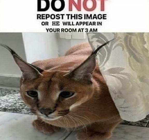 DO NOT REPOST THIS IMAGE OR HE WILL APPEAR IN YOUR ROOM AT 3 AM