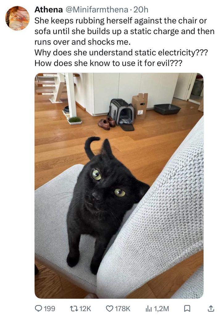 Athena @Minifarmthena • 20h She keeps rubbing herself against the chair or sofa until she builds up a static charge and then runs over and shocks me. Why does she understand static electricity??? How does she know to use it for evil??? 199 1712K 178K ili 1,2M