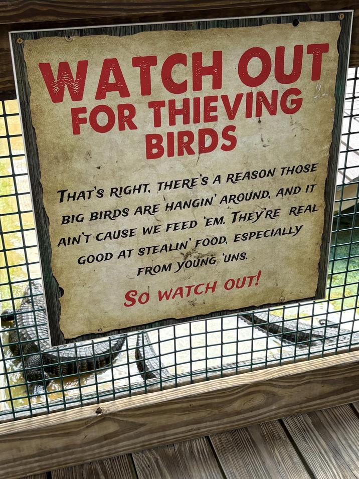 WATCH OUT FOR THIEVING BIRDS THAT'S RIGHT, THERE'S A REASON THOSE BIG BIRDS ARE HANGIN' AROUND, AND IT AIN'T CAUSE WE FEED EM. THEY'RE REAL GOOD AT STEALIN' FOOD, ESPECIALLY FROM YOUNG UNS. So WATCH OUT!