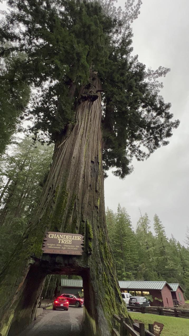 CHANDELIER TREE Height: 315n Diameter: 21n Maximum Age: 2400yrs DRIVE THRU TREE. Leggett.CA