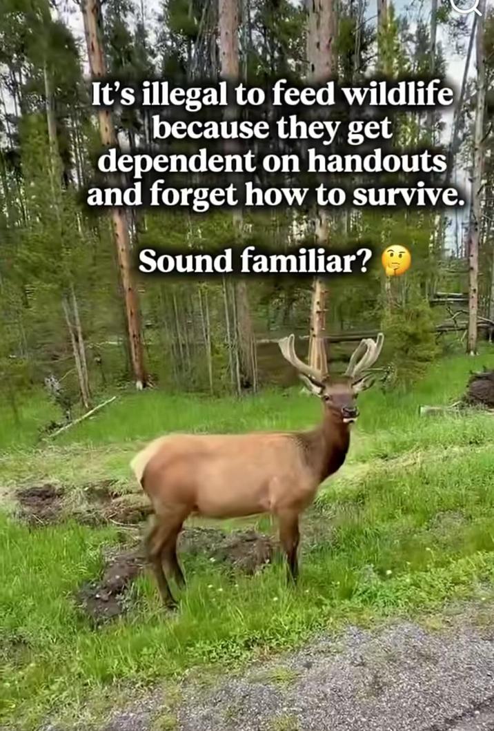 It's illegal to feed wildlife because they get dependent on handouts and forget how to survive. Sound familiar?