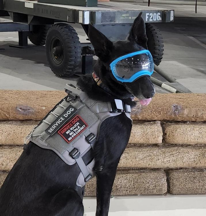US AIR FORCE CAST ALFRE F206 SERVICE DOG No NO TACT SERVICE DOG NO TOUCH wwwwww