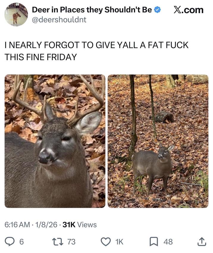 Deer in Places they Shouldn't Be @deershouldnt X.com I NEARLY FORGOT TO GIVE YALL A FAT F--- THIS FINE FRIDAY 6:16 AM 1/8/26 - 31K Views 6 • 1773 1K ☐ 48 企