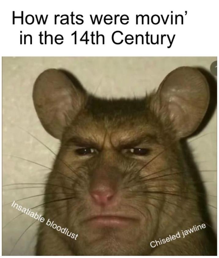 How rats were movin' in the 14th Century Insatiable bloodlust Chiseled jawline