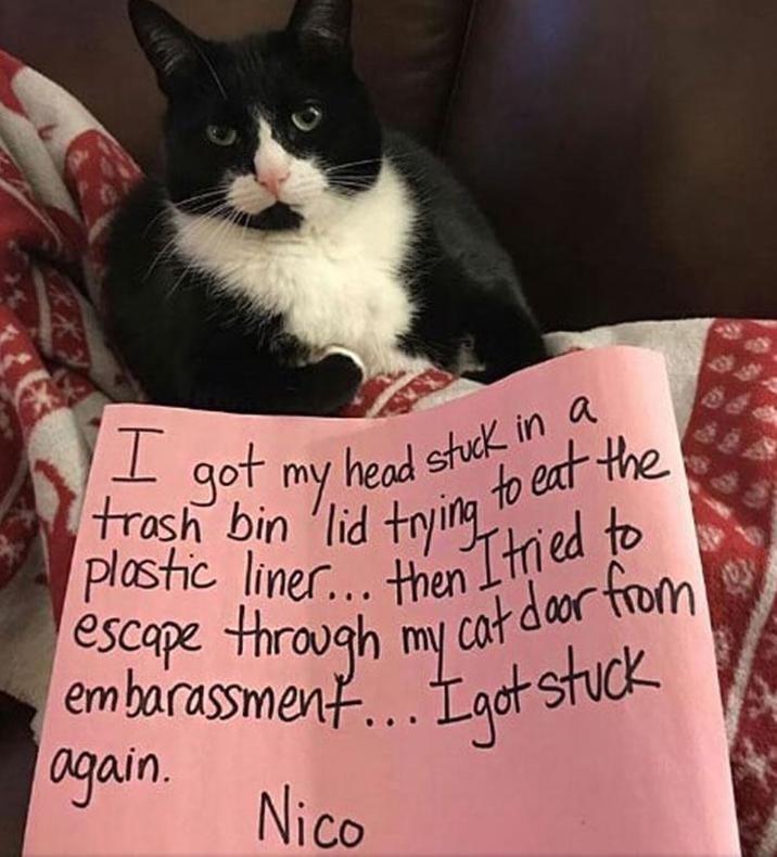 I got my head stuck in a to eat the trash bin lid trying plastic liner... then tried to escape through my cat door from embarassment... I got stuck got again. Nico