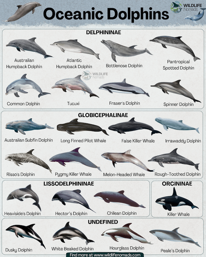 Australian Humpback Dolphin Oceanic Dolphins DELPHININAE WILDLIFE Nomads Atlantic Humpback Dolphin Bottlenose Dolphin Pantropical Spotted Dolphin WILDLIFE Nomads Common Dolphin Tucuxi Fraser's Dolphin Spinner Dolphin GLOBICEPHALINAE Australian Subfin Dolphin Long Finned Pilot Whale False Killer Whale Irrawaddy Dolphin Risso's Dolphin Pygmy Killer Whale Melon-Headed Whale Rough-Toothed Dolphin LISSODELPHININAE ORCININAE Heaviside's Dolphin Hector's Dolphin Chilean Dolphin Killer Whale UNDEFINED Dusky Dolphin White Beaked Dolphin Hourglass Dolphin Peale's Dolphin Find more at www.wildlifenomads.com
