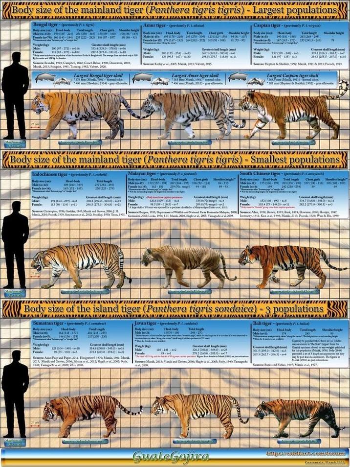 Body size of the mainland tiger (Panthera tigris tigris)- Largest populations; Bengal tiger- (perviously P. 1. tigris) Body (m) Head-body Total length Chest girth Male (n-135 190 165-221) 281 (250-315) 1300-360) Female in-79 166 (143-184) 255 (222-22) 106-107) Weight(kg Male Female Shoulder height 100 (8-110 86-91) 200 (97-272) 166 131 (72-177)--100 Greatest skull length() 3534 (329.0-3780-36 297.2 (275.0-311.00-18 So Brander, 1921, Campbell 1842, Cooch Behar, 1908, Dianeris, 2003; Mazik, 2013, Sun, 1981, Tamang, 1982, Valves, 3020 Largest Bengal tiger skull 379 mm (Mazik, 1991)-mal col 406 mm (Helons, 1954)- gay hotte Amur tiger-(previously P. L. altaica) Body nine (m) Head-body Total Chot girth Shoulder height Male (-15) 195 (178-2509 293 (278-309) 123 (102-1509 94 01-107) Female (-10) 174 (167-182) 264 (262-272) 103 (91-106) 1 (75-93) Weight (kg) للمم - 2540 - 155) 200 129 (995-167)--20 Geestest skull length (mm) 367.10418-3830)-- 2965 (2797-31801-11 See Kerley et al, 2005; Man, 2013 Valve, 2015. Largest Amar tiger skull *383 mm (Mark 1)-mal color mm (Mark, 2013) - grybu Caspian tiger-(previously P. L. virgata) Body sine (c) Male in- Female( Head-body 190 (11-19 Tool length Shoulder height 23 (269-295) 167 145-172) 255 (3415-263) Weight(kg Male Female 197 (170-240)-- 121 (97-135)--3 Greatest all length (mm) 339.1 (5163-3685)-7 2843 (2555-297.)--10 Sows Hepner & Shadka, 1992, Manik, 1991 & 2011; Poco, 1928 Largest Caspian tiger skull 3683mm (Mark, 1991)-mal color. *385 mm (Heptor & Slack, 1992)-gray silhouette 20 Body size of the mainland tiger (Panthera tigris tigris) - Smallest populations, Indochinese tiger- (previously P. f. corbetti) Tond length 277 (254-293) 250 (225-279) ALL Malayan tiger- (previously P. jackson) Body sie om Head-body Total length Chest girth Shoulder height Male ( 172 (157-196) 367244-295) 306 (92-124) 84-115 Female (n-19) 12-18 239 (Ne) 89-93 Male(12 Female (-14) Head-body 189 (180-197) 165 (152-181) Weight (g Greatest skall length (mm) 1303 (244.2-36501-15 290.5 (273.3-3043)--21 Weight (kg) Male bo 1306 (109-132)-3-6 98.5 (99-110.5)--7 94-110 ITANI South Chinese tiger-(previously P.) Body se tom Male ( Head-body Chest gink Shoulder height 175 (150-199) 263 (236-290) 107 (100-136) 305 (10-1) 342 (230-254) 294 (364-259) 115(-13--11 Sour Chileph, 1936, Gastles, 1947; Manikand 2001; J. H Greatest skull length() 3390 (Norge)- 2898 (Norge)--2 Weight (kg Male Abs 300 wedding (30 Sources: Burg, 1931; Department of Wilde and National Parks Pasidar Malaysis, 2008 Manik, 2000 P, 1929, Sinha, 2012, Skley, 1930 The 1931, 2002, 1953. 3. Marik, 2010, Sight al, 2005, 2009 152(108-190) -- 103.4 (75-1445)--11 Grotest skall length (mm) 3347 (3180-3480--11 282.3 (2730-3003)-3 Sources Alen, 1938, Bows, 1893, Buk, 1874, Down, 2000, Honijer, 1947, levity, 1911; Kuntal, 1998, Manik, 2013 Pook, 1929 Wan & H, 1999 Maic ben Sevill Body size of the island tiger (Panthera tigris sondaica) - 3 populations Sumatran tiger (previously P. L. sumar) Body() Male ( Total leng 256 (215-255) A Javan tiger- (previously P. f. sondaica) Body sine (m M Head-body 1650-100 Head-body Female (5) 162 (145-177) 146 (13-155) 217 (208-230) 125 (104-148)--10 (75-110)-5 Greatest skull length() 3148 (2900-3450)--16 2724 (3630-2940)--22 Weight (kg 110-141--2 Weig Male Fonale Son Pulp and Paper, 2011; Hoogwerf, 1970, Mark, 1981; Muzik, 2013; Madeves, 2006, Pristnatal 2012, Slaghata, 2005, Sody 1949, Yamaha, 2009, 251, 2003. Greatest all length (mm) 1363 (0-14)-23 2782 (200-292.0)--17 So Mak, 2013 Muzik and Groves, 2001; Slight et al, 2005; Soly, 1949 2009 Bali tiger-(previously P.. balica) Body size (em) Head-body Male(1) 174 Total length 245 able Conary pop belief, then in de fappar on the Greatest kell length (mm) Gdpiwight 301.5 (2950-312.0)- the population Matk 19 Sady ( 2653 (2627-2665)-4et of 3 length rambut day maybe The Spi Source: Bazis and Farkas, 1997; Manikal, 1977. Quale Gajra https://wildfact.com/forum Cratemala, March 2010