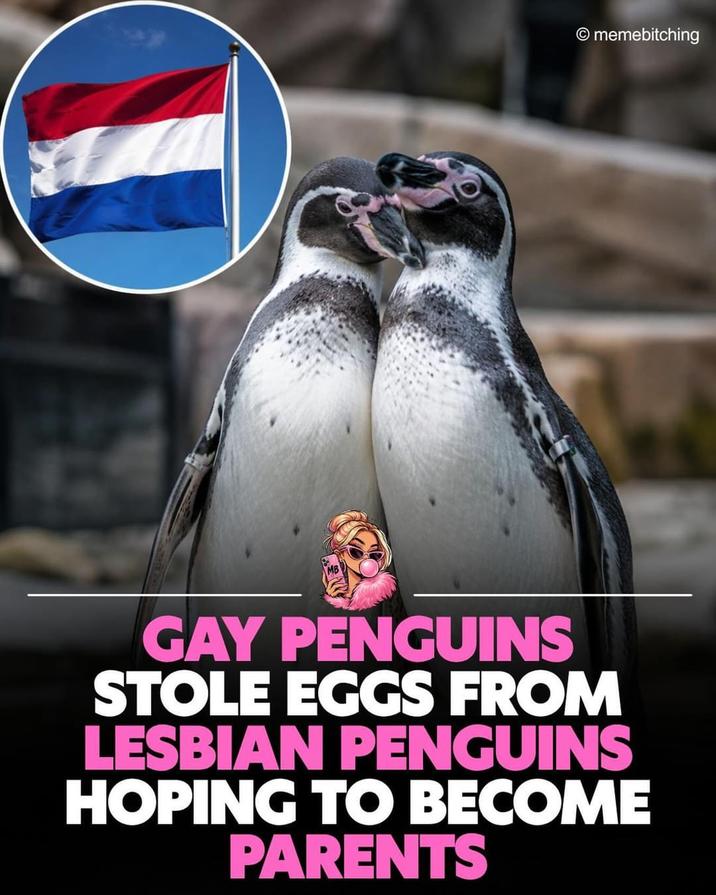 O memebitching GAY PENGUINS STOLE EGGS FROM LESBIAN PENGUINS HOPING TO BECOME PARENTS
