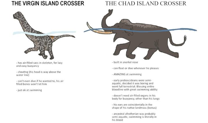 THE VIRGIN ISLAND CROSSER THE CHAD ISLAND CROSSER - has air-filled sacs in skeleton, for lazy and easy buoyancy -cheating (his head is way above the water line) - can't even dive if he wanted to, his air filled bones won't let him - just ok at swimming - built in snorkel nose - can float or dive whenever he pleases - AMAZING at swimming -early proboscideans were semi- aquatic, decided it was boring and went full terrestrial. Blessing entire bloodline with great swimming ability - doesn't need air-filled organs in his body for buoyancy, other than his lungs - his ears are coincidentally in the shape of his native landmass (bonus) - ancestral afrotherian was probably semi-aquatic, swimming is literally in his blood