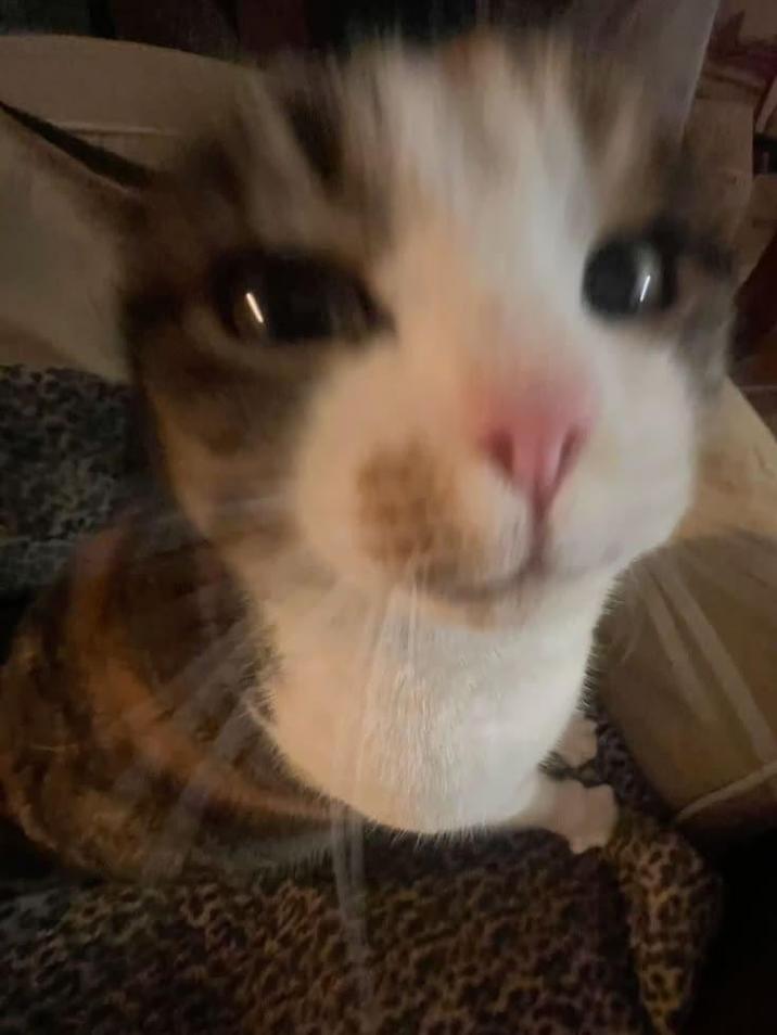 Y