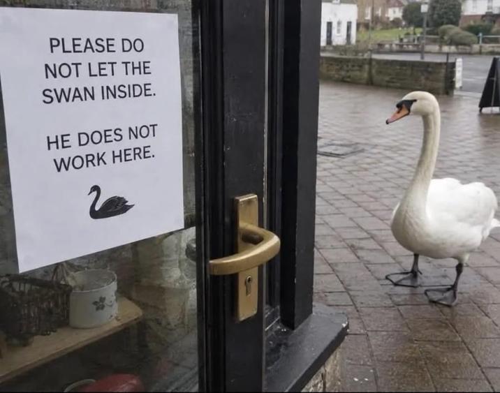 PLEASE DO NOT LET THE SWAN INSIDE. HE DOES NOT WORK HERE.