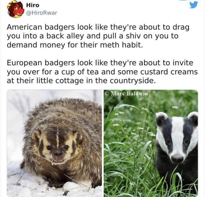Hiro @HiroRwar American badgers look like they're about to drag you into a back alley and pull a shiv on you to demand money for their meth habit. European badgers look like they're about to invite you over for a cup of tea and some custard creams at their little cottage in the countryside. Marc Baldwin