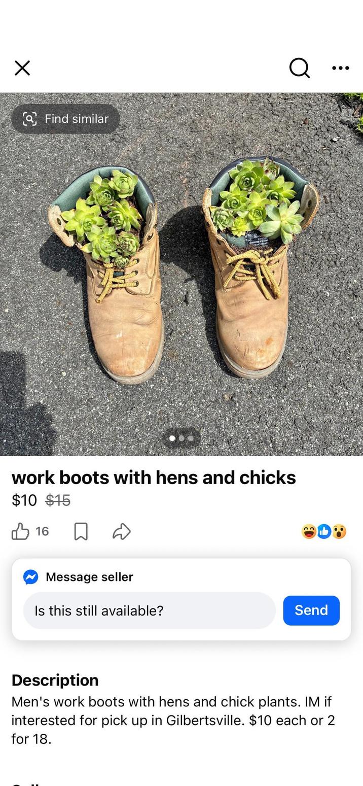 ☑ Find similar O work boots with hens and chicks $10 $15 ✓ 16 ☐ Message seller Is this still available? Send Description Men's work boots with hens and chick plants. IM if interested for pick up in Gilbertsville. $10 each or 2 for 18.