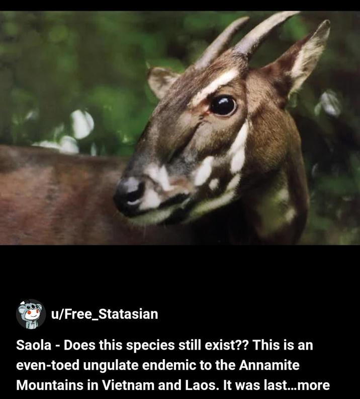 u/Free_Statasian Saola - Does this species still exist?? This is an even-toed ungulate endemic to the Annamite Mountains in Vietnam and Laos. It was last...more
