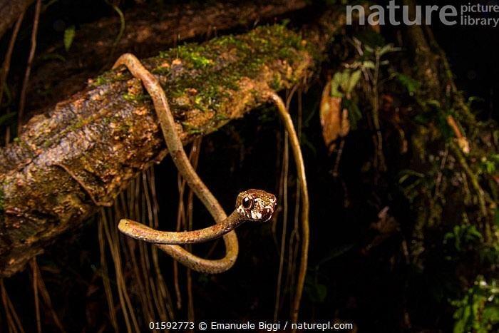 natureary 01592773 Emanuele Biggi / naturepl.com
