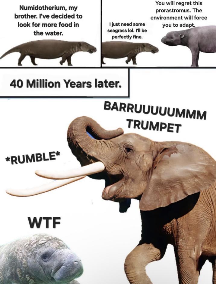 Numidotherium, my brother. I've decided to look for more food in the water. I just need some seagrass lol. I'll be perfectly fine. You will regret this prorastromus. The environment will force you to adapt. 40 Million Years later. BARRUUUUUMMM *RUMBLE⭑ W-- TRUMPET