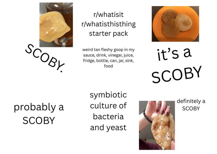 SCOBY. probably a SCOBY r/whatisit r/whatisthisthing starter pack weird tan fleshy goop in my sauce, drink, vinegar, juice, fridge, bottle, can, jar, sink, food symbiotic culture of bacteria and yeast it's a SCOBY definitely a SCOBY