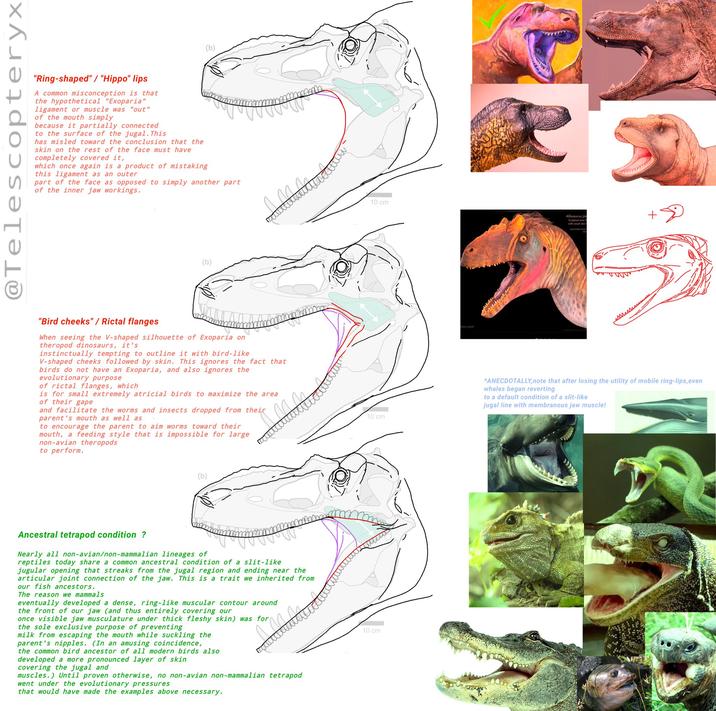 "Ring-shaped" / "Hippo" lips A common misconception is that the hypothetical "Exoparia" ligament or muscle was "out" of the mouth simply because it partially connected to the surface of the jugal. This has misled toward the conclusion that the skin on the rest of the face must have completely covered it, which once again is a product of mistaking this ligament as an outer part of the face as opposed to simply another part of the inner jaw workings. @Telescopteryx (b) "Bird cheeks"/ Rictal flanges When seeing the V-shaped silhouette of Exoparia on theropod dinosaurs, it's instinctually tempting to outline it with bird-like V-shaped cheeks followed by skin. This ignores the fact that birds do not have an Exoparia, and also ignores the evolutionary purpose of rictal flanges, which is for small extremely atricial birds to maximize the area of their gape and facilitate the worms and insects dropped from their parent's mouth as well as to encourage the parent to aim worms toward their mouth, a feeding style that is impossible for large non-avian theropods to perform. Ancestral tetrapod condition ? Nearly all non-avian/non-mammalian lineages of reptiles today share a common ancestral condition of a slit-like jugular opening that streaks from the jugal region and ending near the articular joint connection of the jaw. This is a trait we inherited from our fish ancestors. The reason we mammals eventually developed a dense, ring-like muscular contour around the front of our jaw (and thus entirely covering our once visible jaw musculature under thick fleshy skin) was for the sole exclusive purpose of preventing milk from escaping the mouth while suckling the parent's n------. (In an amusing coincidence, the common bird ancestor of all modern birds also developed a more pronounced layer of skin covering the jugal and muscles.) Until proven otherwise, no non-avian non-mammalian tetrapod went under the evolutionary pressures that would have made the examples above necessary. 10 cm 10 cm 10 cm Allosaurus jim + Sculpted over ons.com *ANECDOTALLY,note that after losing the utility of mobile ring-lips, even whales began reverting to a default condition of a slit-like jugal line with membranous jaw muscle! prasanna