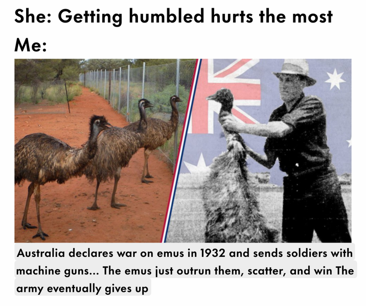 She: Getting humbled hurts the most Me: Australia declares war on emus in 1932 and sends soldiers with machine guns... The emus just outrun them, scatter, and win The army eventually gives up