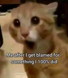 Me after I get blamed for something I 100% did