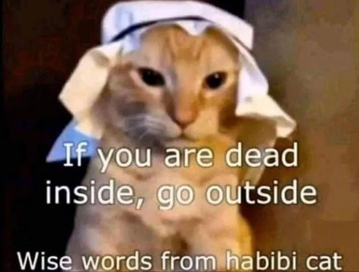 If you are dead inside, go outside Wise words from habibi cat