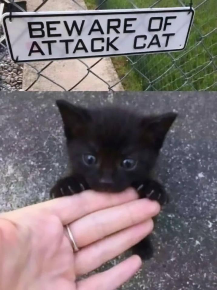 BEWARE OF ATTACK CAT