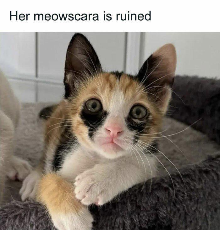 Her meowscara is ruined
