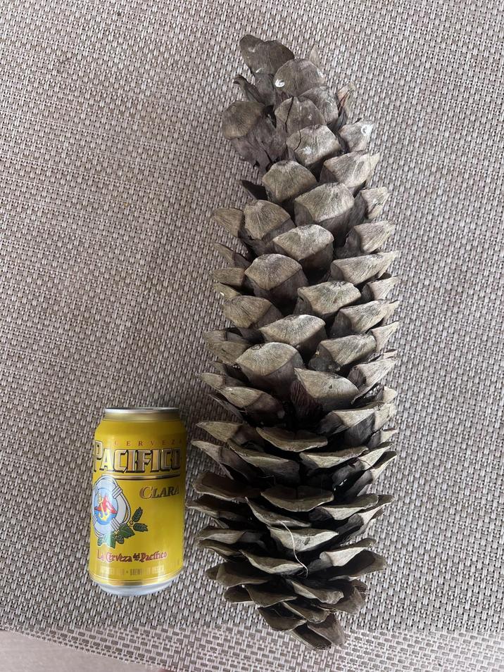 CERVEZ PACIFICU CLARA La Cerveza Pacífico