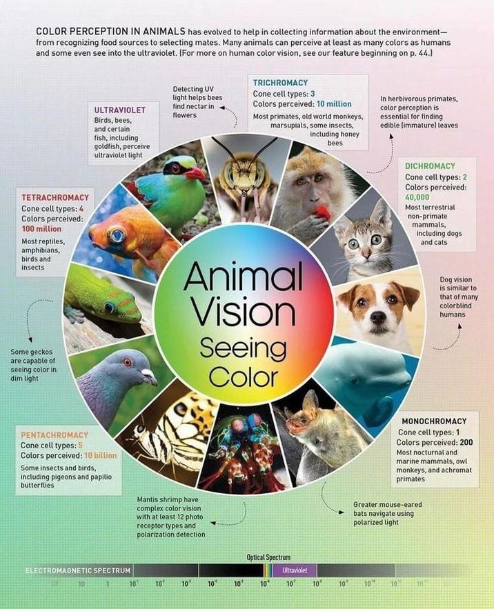 COLOR PERCEPTION IN ANIMALS has evolved to help in collecting information about the environment- from recognizing food sources to selecting mates. Many animals can perceive at least as many colors as humans and some even see into the ultraviolet. (For more on human color vision, see our feature beginning on p. 44.) TETRACHROMACY Cone cell types: 4 Colors perceived: 100 million Most reptiles, amphibians, birds and insects ULTRAVIOLET Birds, bees, and certain fish, including goldfish, perceive ultraviolet light Detecting UV light helps bees find nectar in flowers TRICHROMACY Cone cell types: 3 Colors perceived: 10 million Most primates, old world monkeys, marsupials, some insects, including honey bees In herbivorous primates, color perception is essential for finding edible (immature) leaves DICHROMACY Cone cell types: 2 Colors perceived: 40,000 Most terrestrial non-primate mammals, including dogs and cats Some geckos are capable of seeing color in dim light Animal Vision Seeing Color Dog vision is similar to that of many colorblind humans PENTACHROMACY Cone cell types: 5 Colors perceived: 10 billion Some insects and birds, including pigeons and papilio butterflies Mantis shrimp have complex color vision with at least 12 photo receptor types and polarization detection ELECTROMAGNETIC SPECTRUM 10 10 1 10 10 Optical Spectrum Ultraviolet 10% 10 10° 10 10 10' 10 10 MONOCHROMACY Cone cell types: 1 Colors perceived: 200 Most nocturnal and marine mammals, owl monkeys, and achromat primates Greater mouse-eared bats navigate using polarized light 10 10 10 10