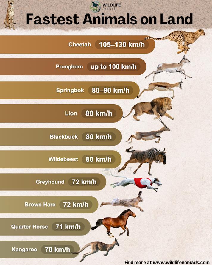 WILDLIFE Nomads Fastest Animals on Land Cheetah 105-130 km/h Pronghorn up to 100 km/h Springbok 80-90 km/h Lion 80 km/h Blackbuck 80 km/h Wildebeest 80 km/h WIFE Greyhound 72 km/h Brown Hare 72 km/h Quarter Horse 71 km/h Kangaroo 70 km/h Find more at www.wildlifenomads.com