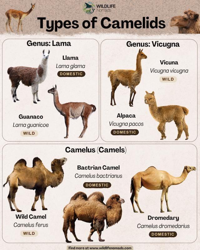 WILDLIFE Nomads Types of Camelids Genus: Lama Genus: Vicugna Llama Lama glama DOMESTIC Guanaco Lama guanicoe WILD Alpaca Vicugna pacos DOMESTIC Camelus (Camels) Bactrian Camel Camelus bactrianus DOMESTIC Wild Camel Camelus ferus WILD Find more at www.wildlifenomads.com Vicuna Vicugna vicugna WILD Dromedary Camelus dromedarius DOMESTIC