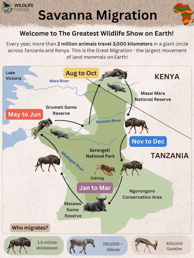 WILDLIFE Nomads Savanna Migration Welcome to The Greatest Wildlife Show on Earth! Every year, more than 2 million animals travel 3,000 kilometers in a giant circle across Tanzania and Kenya. This is the Great Migration - the largest movement of land mammals on Earth! Aug to Oct Lake Victoria Mara River KENYA Grumeti Game May to Jun Reserve Mbalageti River Grumeti River Masai Mara National Reserve Serengeti National Park Nov to Dec TANZANIA Calving Jan to Mar Ngorongoro Conservation Area Masawa Game Who migrates? Reserve 1.5 million Wildebeest 250,000+ Zebras 400,000 Gazelles