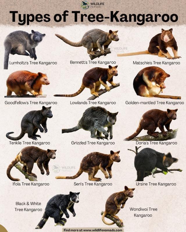 WILDLIFE Nomads Types of Tree-Kangaroo WILDLIFE Lumholtz's Tree Kangaroo Bennett's Tree Kangaroo Matschie's Tree Kangaroo Goodfellow's Tree Kangaroo Lowlands Tree Kangaroo Golden-mantled Tree Kangaroo Tenkile Tree Kangaroo Grizzled Tree Kangaroo Doria's Tree Kangaroo Ifola Tree Kangaroo Black & White Tree Kangaroo WILDLIFE Seri's Tree Kangaroo Ursine Tree Kangaroo Find more at www.wildlifenomads.com Wondiwoi Tree Kangaroo