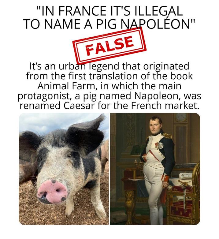 "IN FRANCE IT'S ILLEGAL TO NAME A PIG NAPOLÉON" FALSE It's an urban legend that originated from the first translation of the book Animal Farm, in which the main protagonist, a pig named Napoleon, was renamed Caesar for the French market.