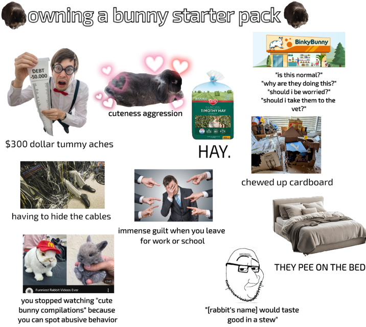 owning a bunny starter pack BinkyBunny DEBT -50.000 cuteness aggression $300 dollar tummy aches ALL NATURAL TIMOTHY HAY "is this normal?" "why are they doing this?" "should i be worried?" "should i take them to the vet?" 48oz HAY. chewed up cardboard having to hide the cables immense guilt when you leave for work or school THEY PEE ON THE BED Funniest Rabbit Videos Ever 12:45 you stopped watching "cute bunny compilations" because you can spot abusive behavior "[rabbit's name] would taste good in a stew"