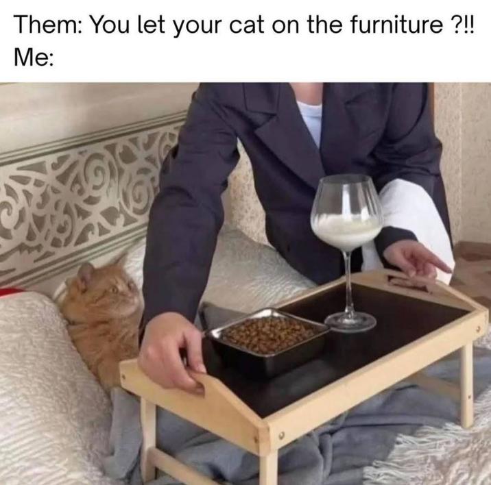 Them: You let your cat on the furniture?!! Me: