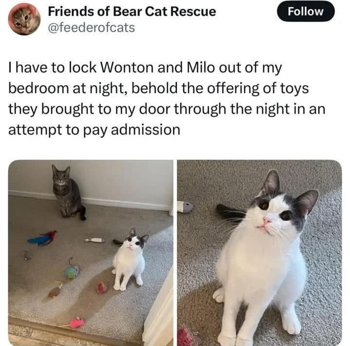 Friends of Bear Cat Rescue @feederofcats Follow I have to lock Wonton and Milo out of my bedroom at night, behold the offering of toys they brought to my door through the night in an attempt to pay admission