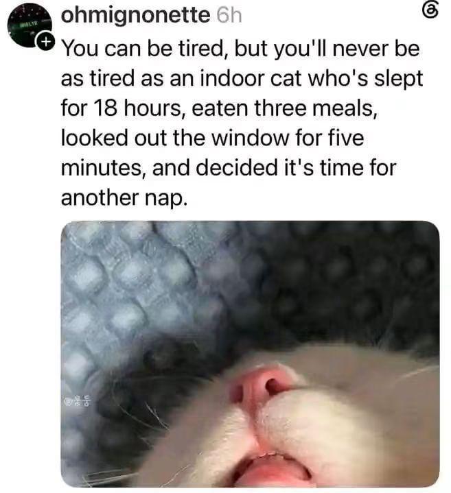 + ohmignonette 6h You can be tired, but you'll never be as tired as an indoor cat who's slept for 18 hours, eaten three meals, looked out the window for five minutes, and decided it's time for another nap.