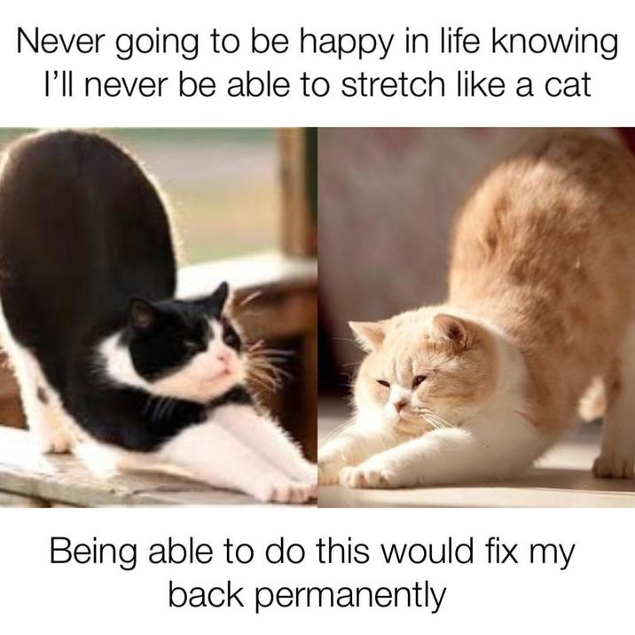 Never going to be happy in life knowing I'll never be able to stretch like a cat Being able to do this would fix my back permanently