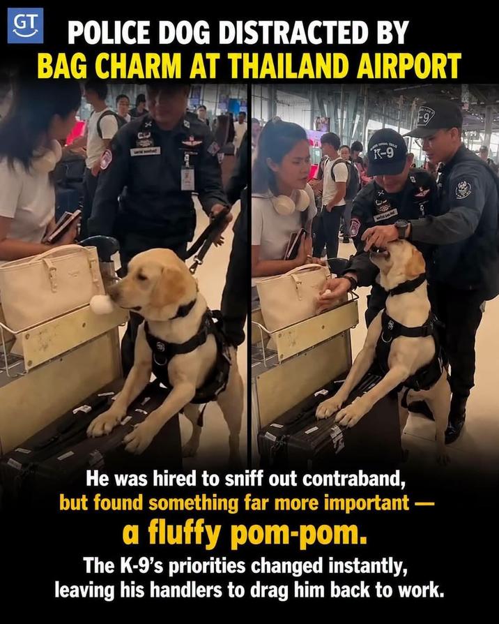 GT POLICE DOG DISTRACTED BY BAG CHARM AT THAILAND AIRPORT K-9 X 31 He was hired to sniff out contraband, but found something far more important a fluffy pom-pom. The K-9's priorities changed instantly, leaving his handlers to drag him back to work.