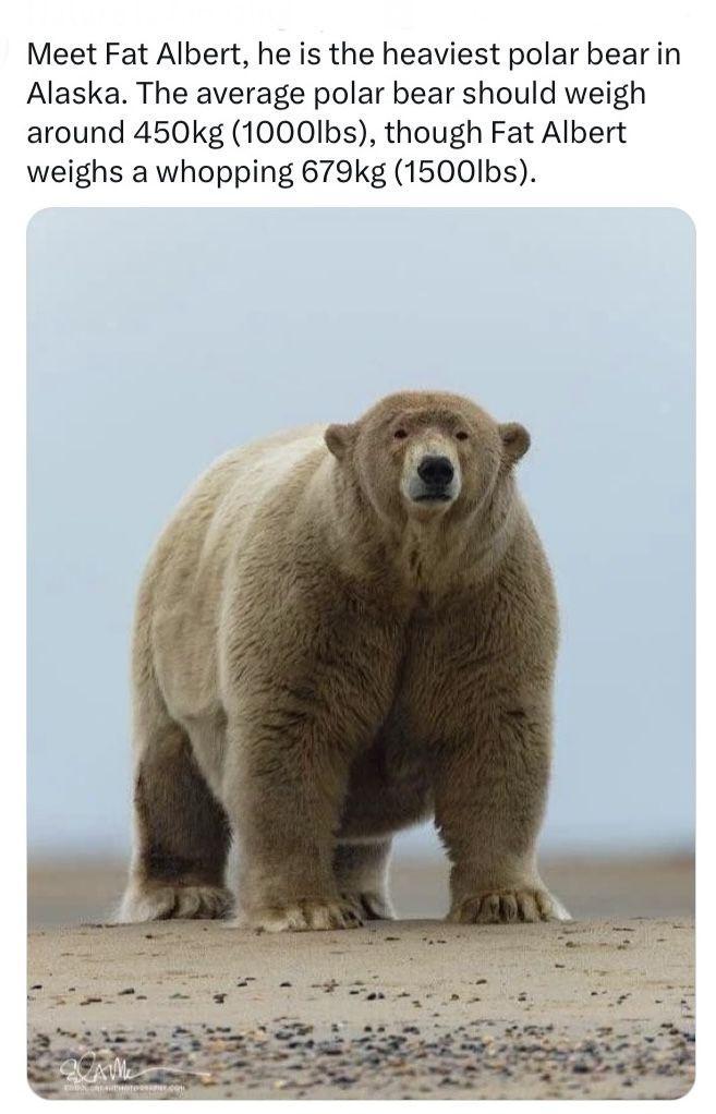 Meet Fat Albert, he is the heaviest polar bear in Alaska. The average polar bear should weigh around 450kg (1000lbs), though Fat Albert weighs a whopping 679 kg (1500lbs). CAM