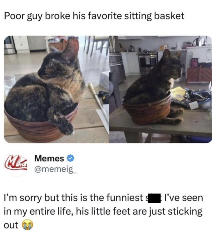 Poor guy broke his favorite sitting basket Mi Memes @memeig I'm sorry but this is the funniest $ I've seen in my entire life, his little feet are just sticking out